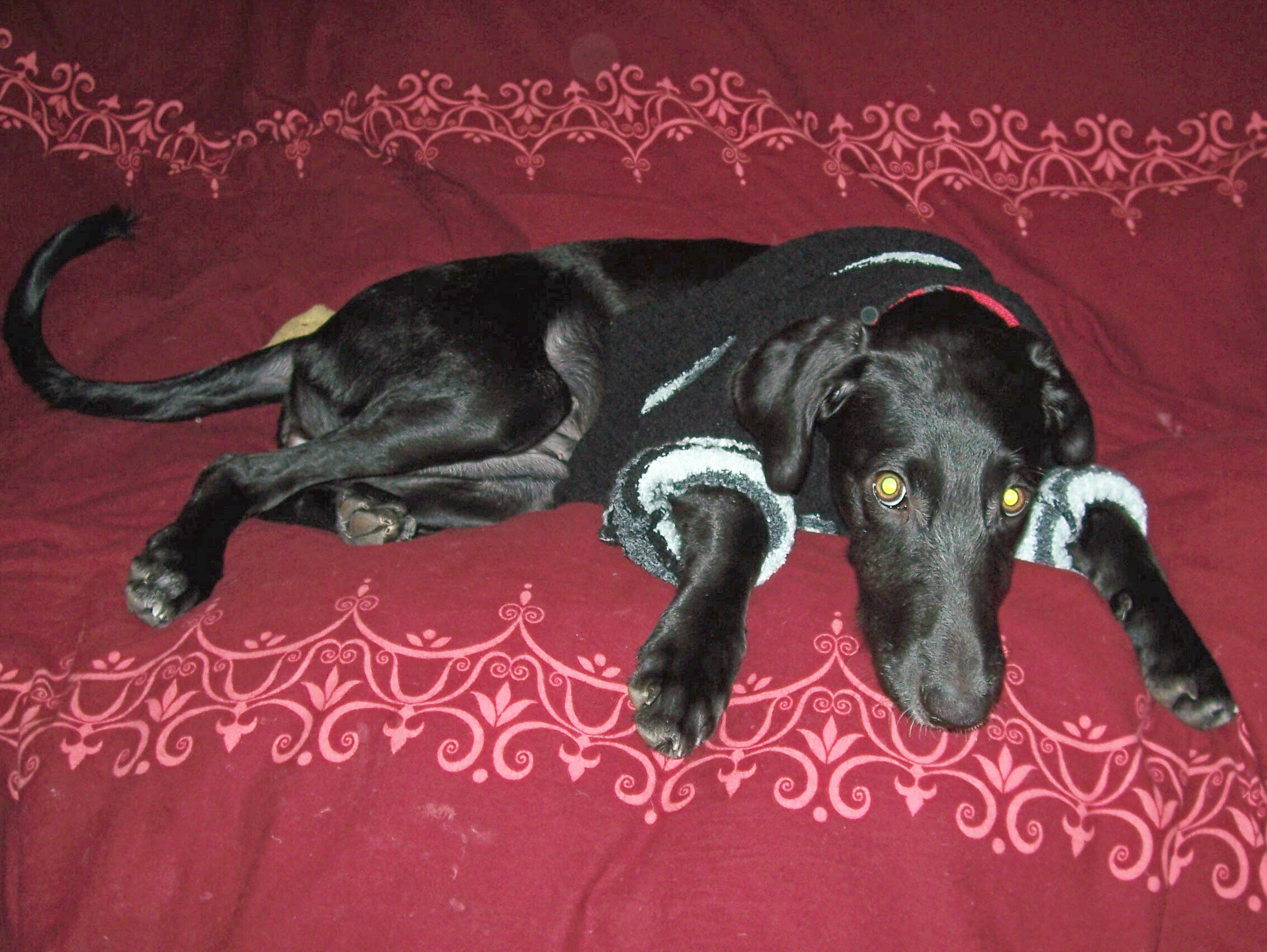 Sori/Soraya (Galgo Espanol, Pointer) Galgo Espanol Pointer 